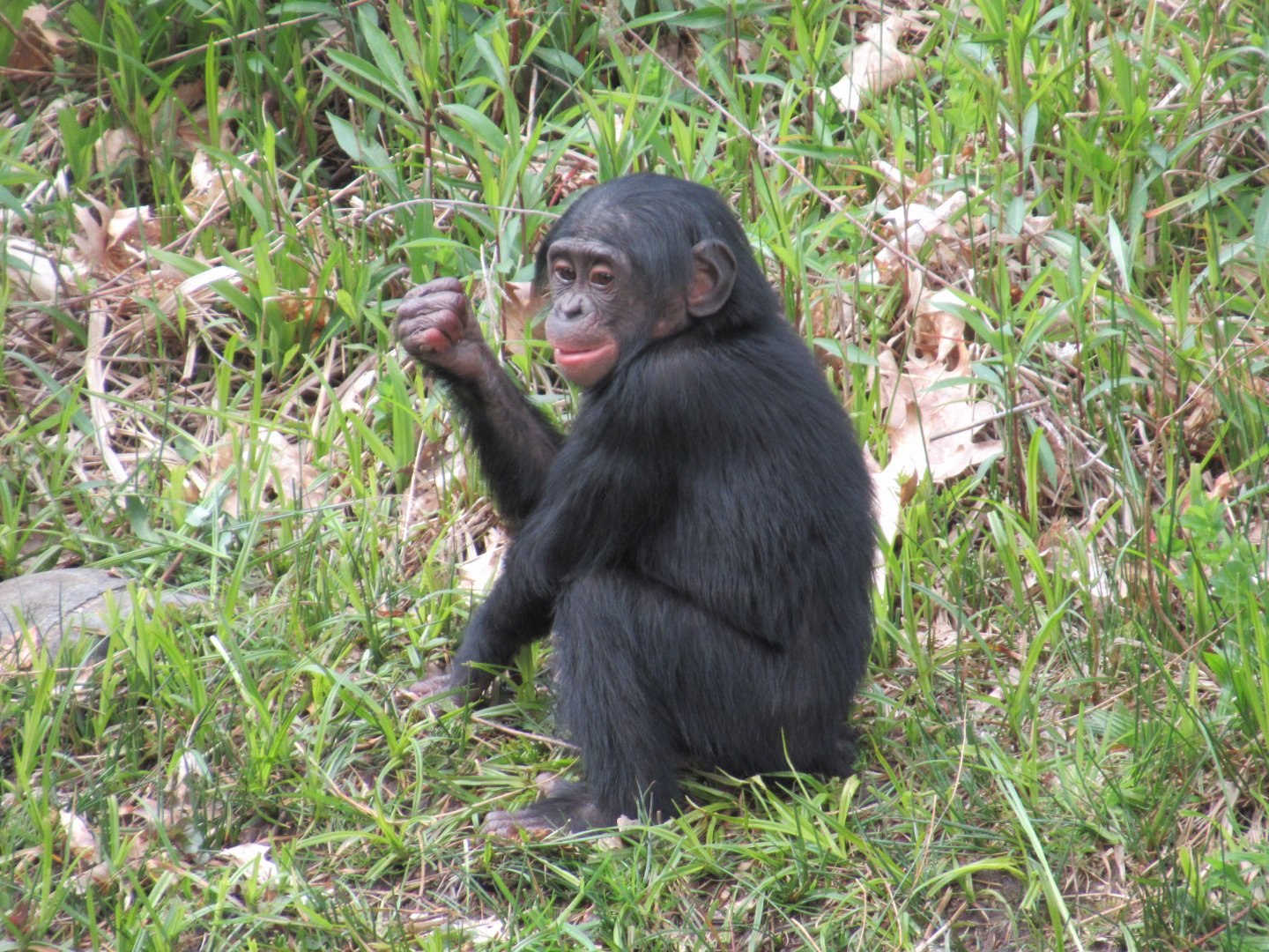 04 2024 - Young Bonobo