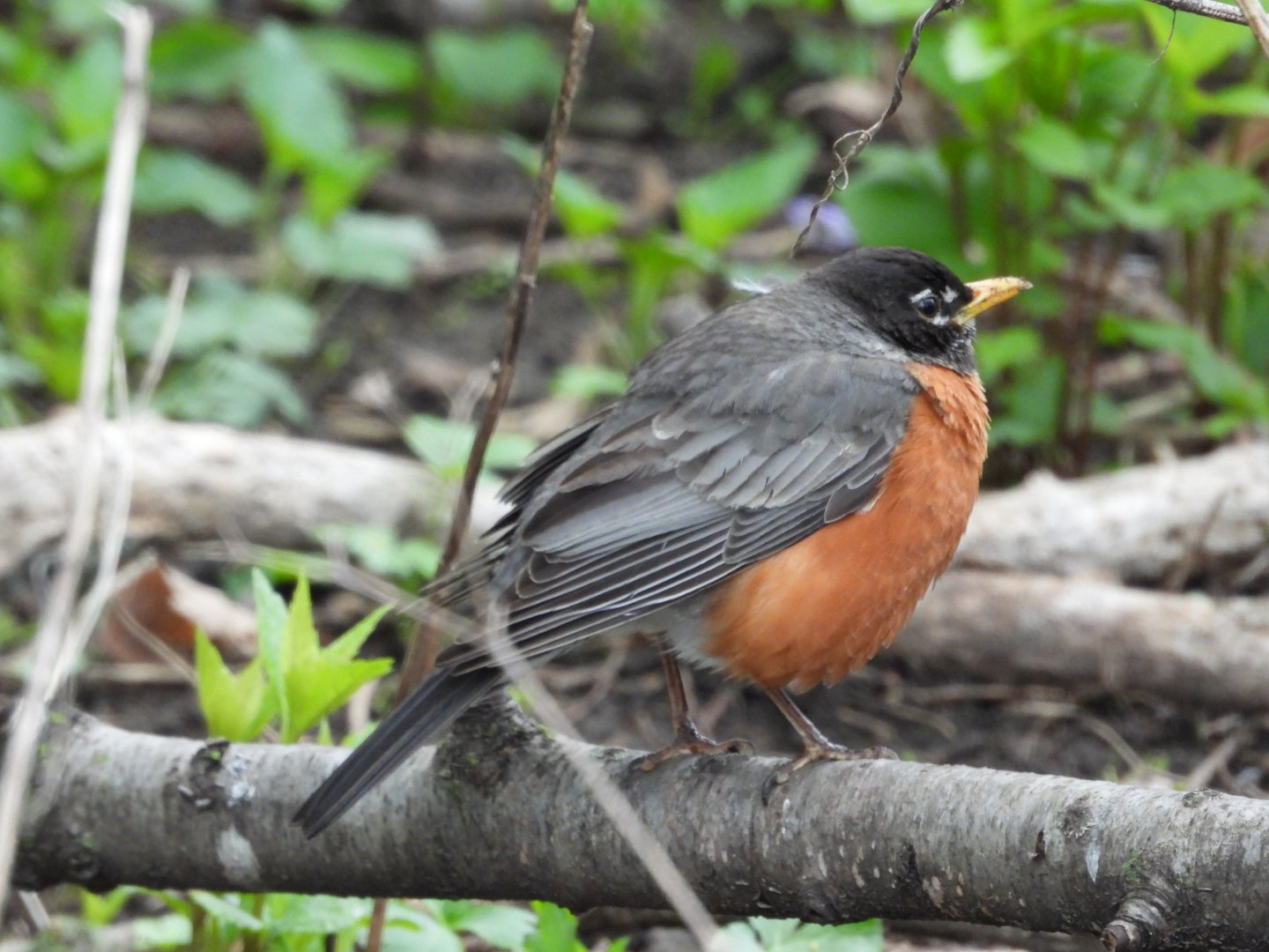 05/02/2025 - American Robin (Turdus migratorius)