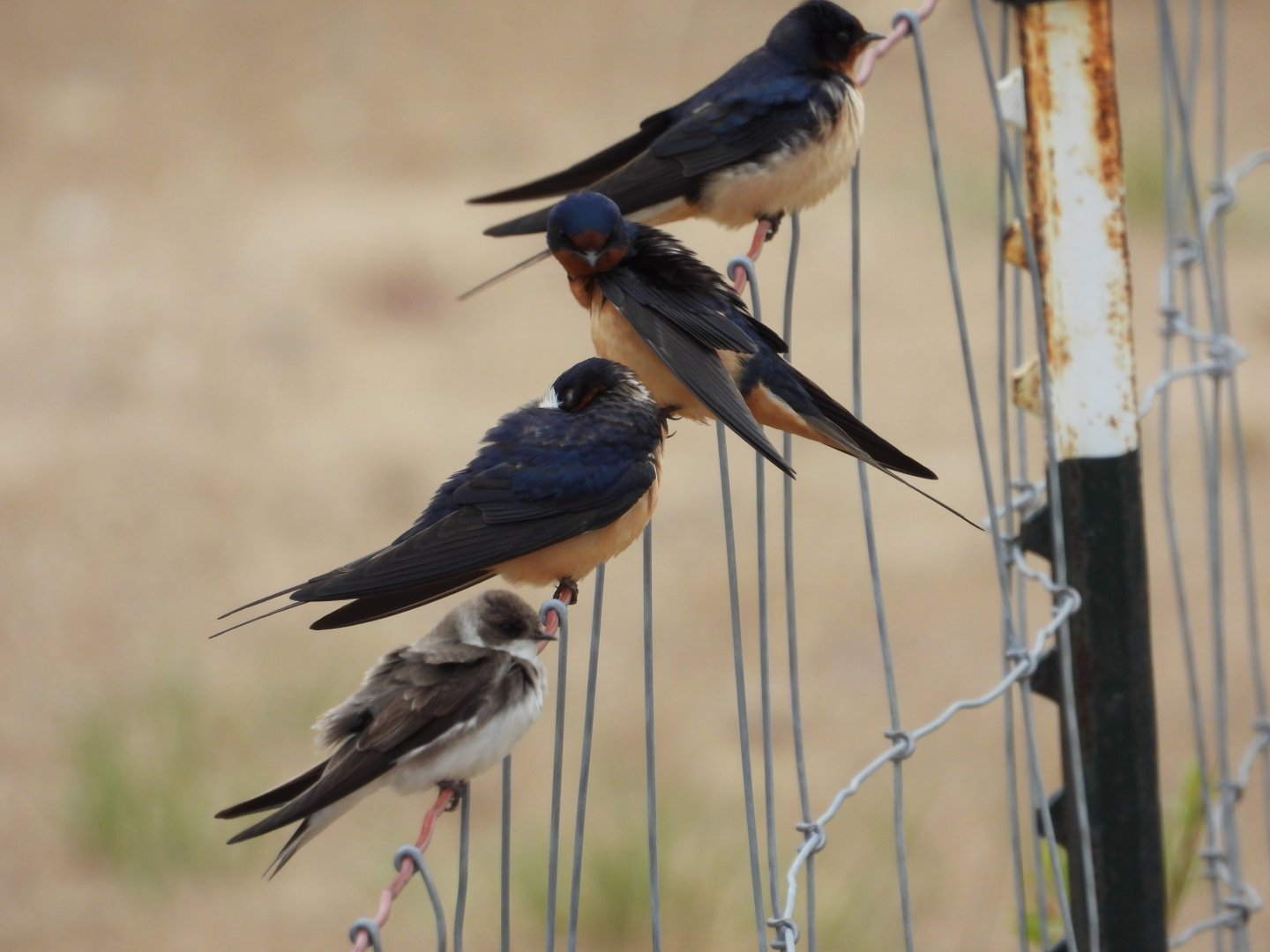05/02/2025 - Barn Swallows (Hirundo rustica) + Northern Rough-Winged Swallow (Stelgidopteryx serripennis)