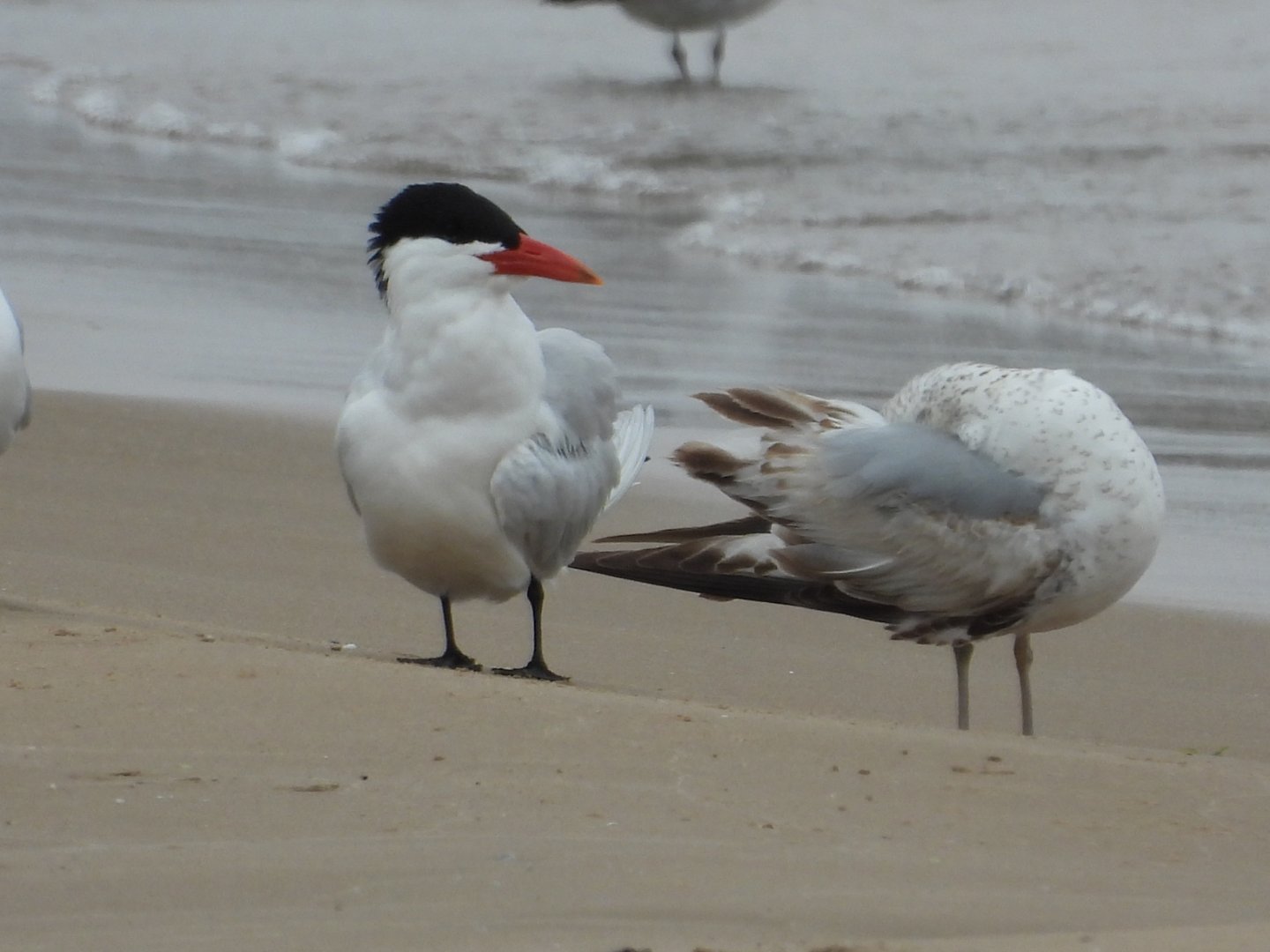05/02/2025 - Caspian Tern (Hydroprogne caspia)