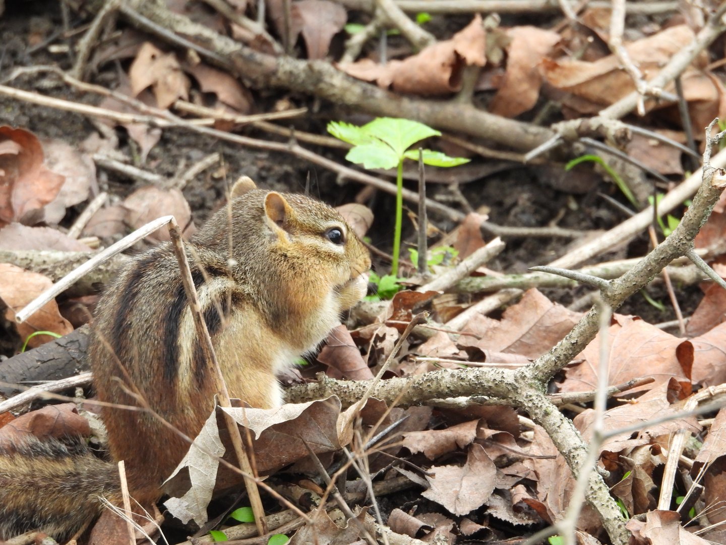 05/02/2025 - Eastern Chipmunk (Tamias striatus)