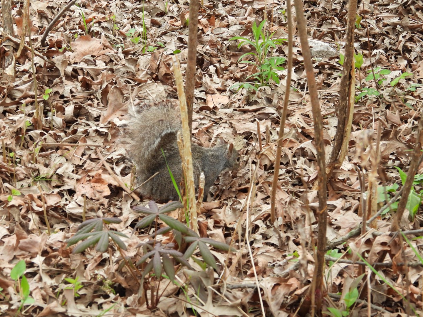 05/02/2025 - Eastern Gray Squirrel (Sciurus carolinensis)