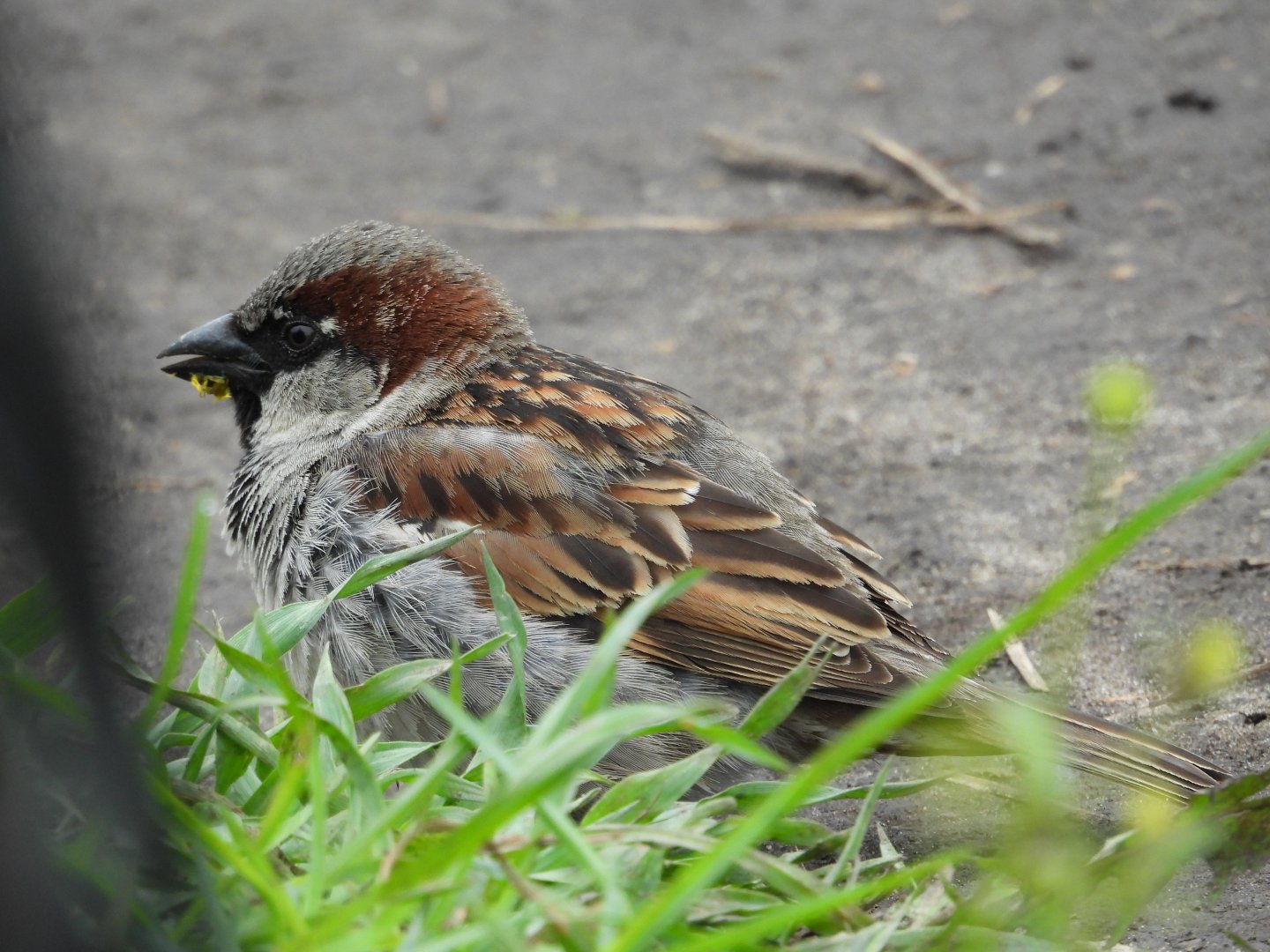 05/02/2025 - House Sparrow (Passer domesticus)