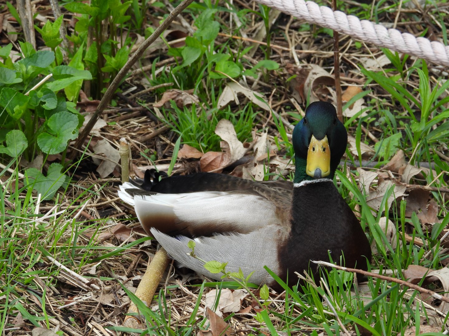 05/02/2025 - Mallard (Anas platyrhynchos)