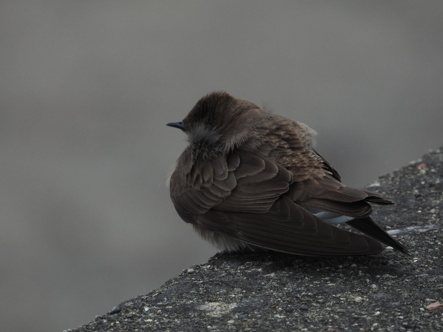 05/02/2025 - Northern Rough-Winged Swallow (Stelgidopteryx serripennis)
