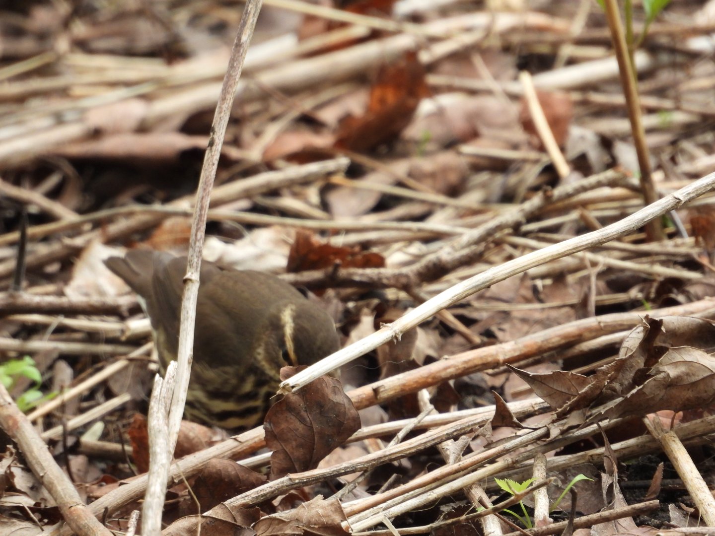 05/02/2025 - Northern Waterthrush (Parkesia noveboracensis)