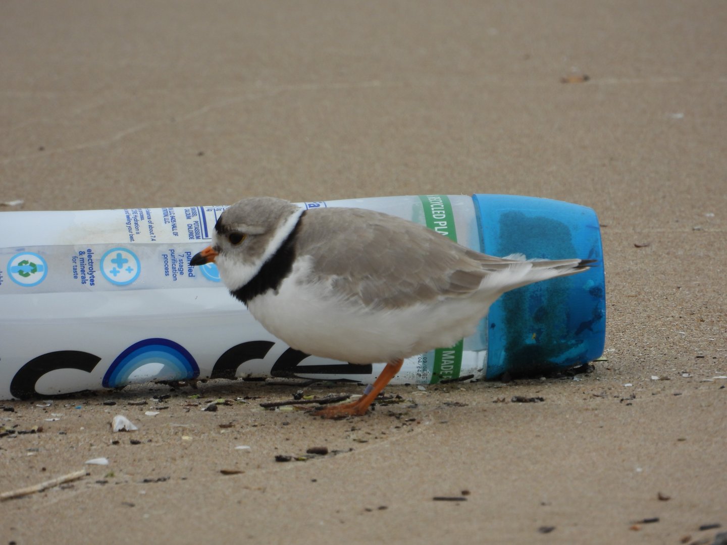 05/02/2025 - Piping Plover (Charadrius melodus)
