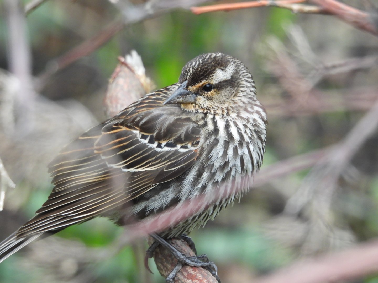 05/02/2025 - Red-Winged Blackbird (Agelaius phoeniceus)