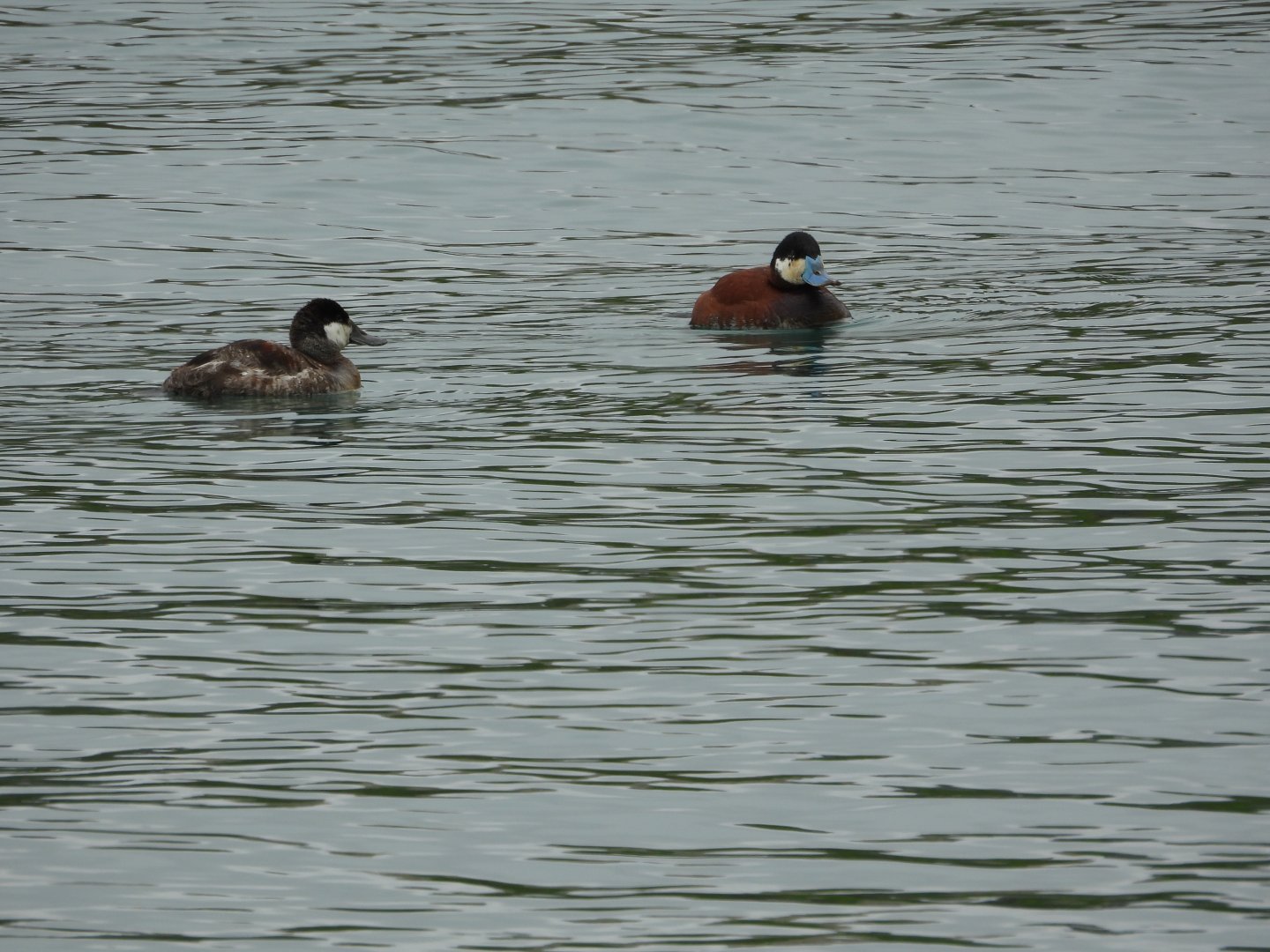 05/02/2025 - Ruddy Duck (Oxyura jamaicensis)