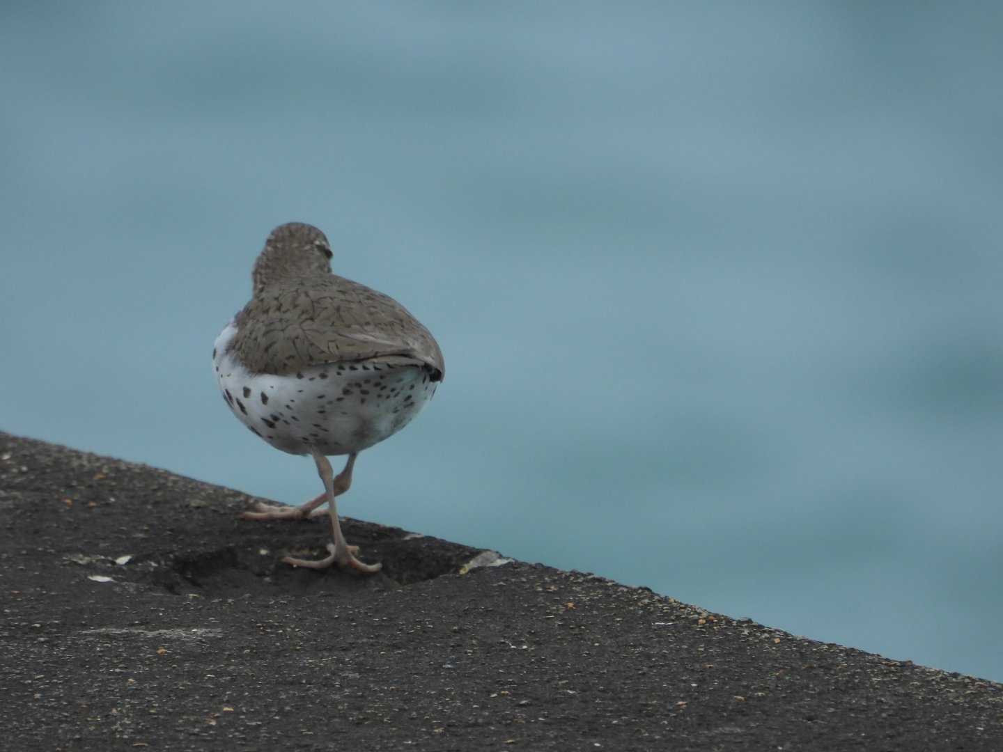 05/02/2025 - Spotted Sandpiper (Actitis macularius)
