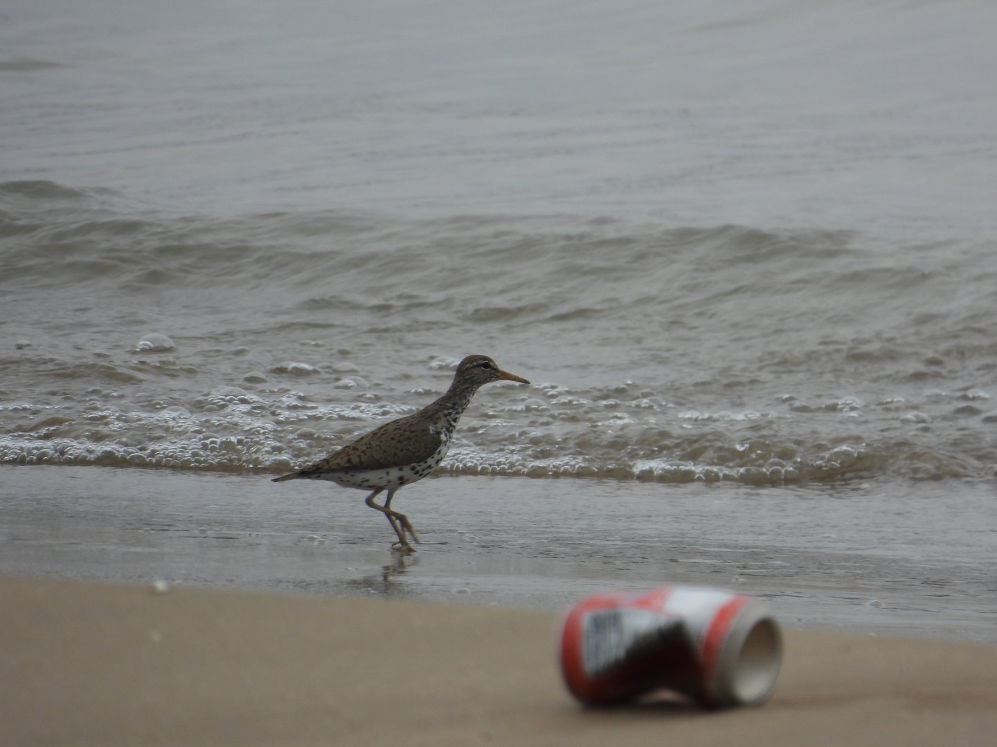 05/02/2025 - Spotted Sandpiper (Actitis macularius)
