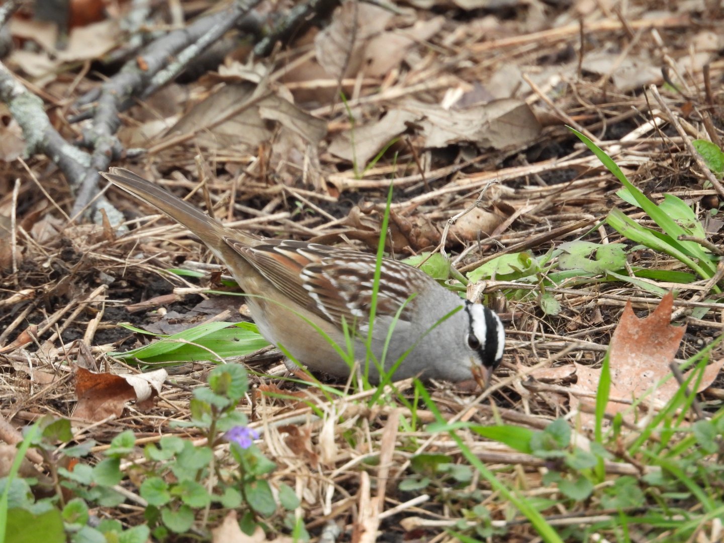 05/02/2025 - White-Crowned Sparrow (Zonotrichia leucophrys)