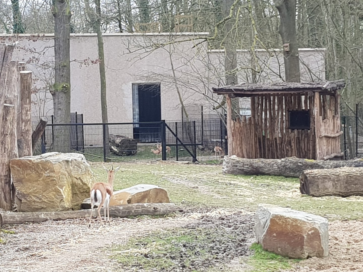 05/03/2024 Slender horned gazelle and dorcas with fowls