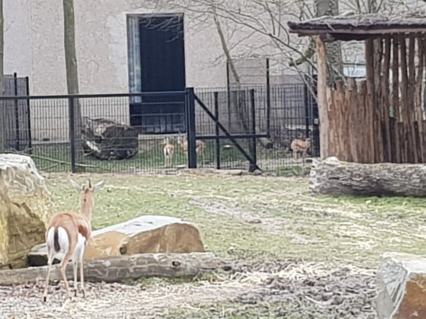 05/03/2024 Slender horned gazelle and dorcas with fowls