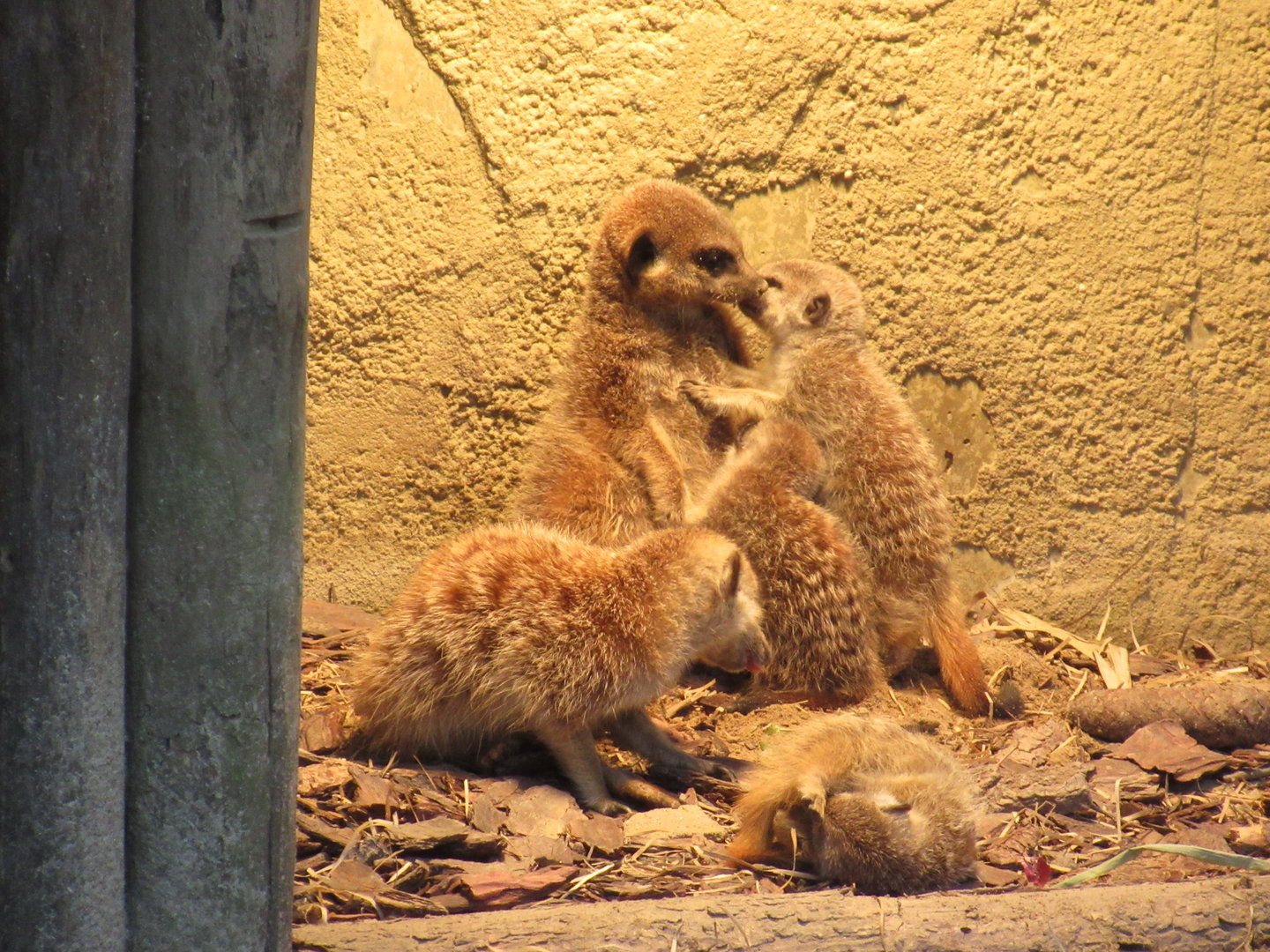 05 2023 - Adult female and juveniles interacting