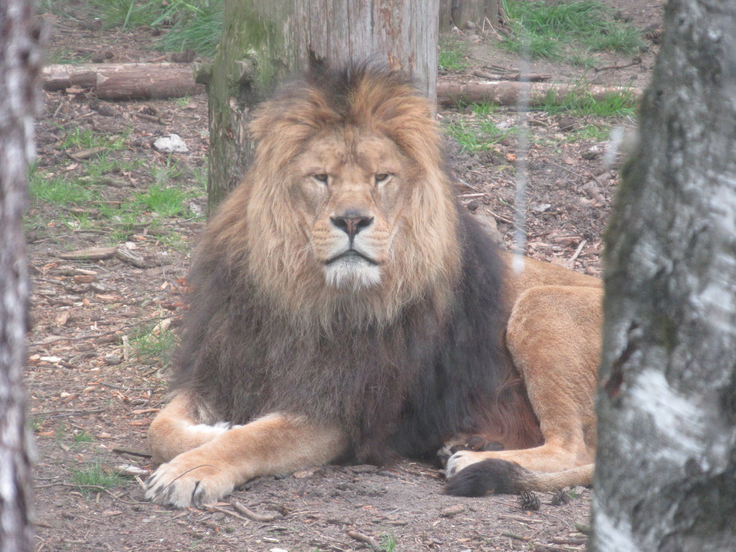 05 2023 - African Lion, male