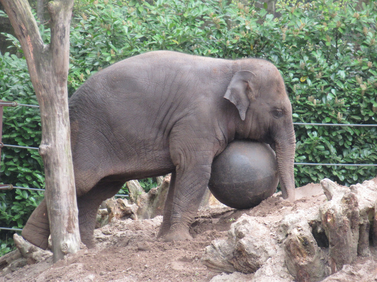 05 2023 - Asian Elephant, female juvenile 'Yindi' (b. 2020)