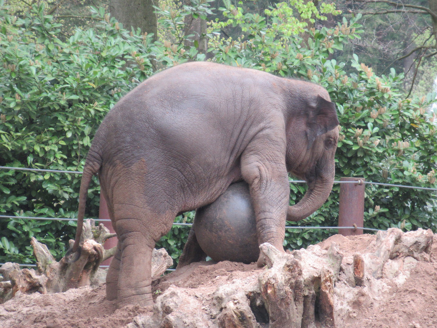 05 2023 - Asian Elephant, female juvenile 'Yindi' (b. 2020)