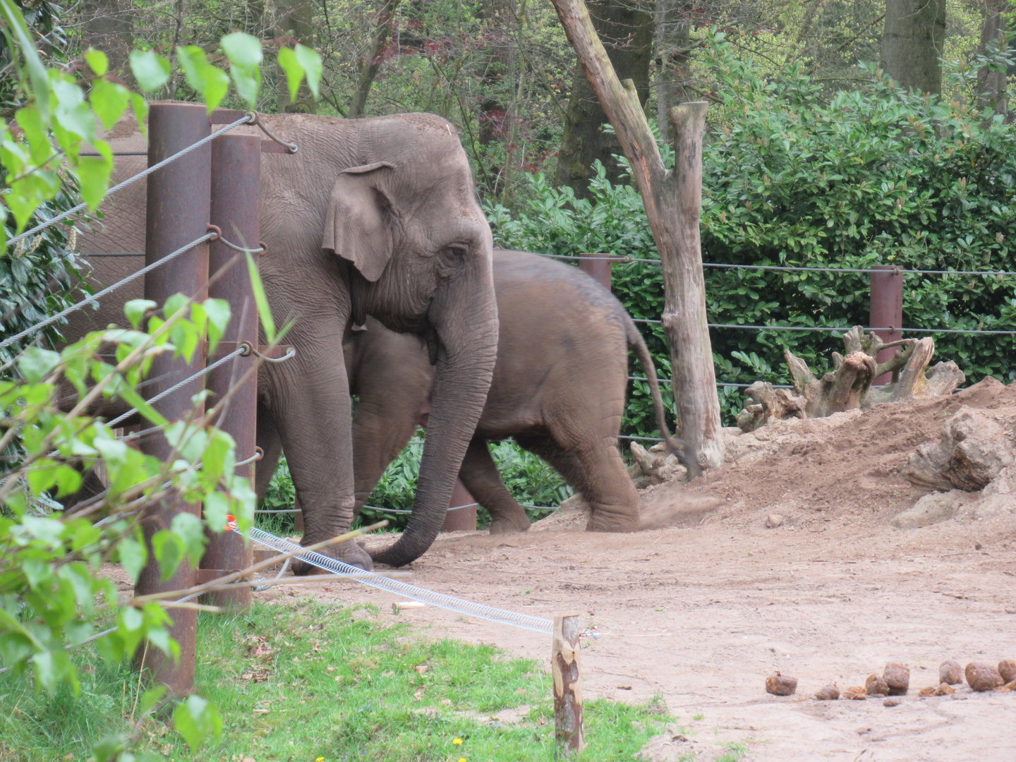 05 2023 - Asian Elephant, female - matriarch 'Indra'