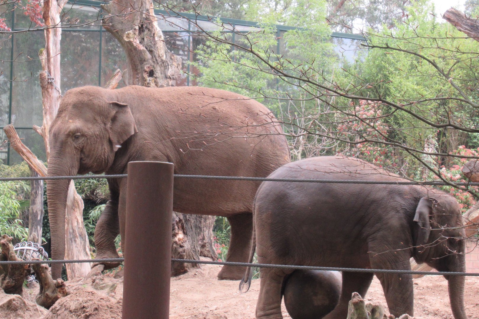 05 2023 - Asian Elephants, female 'Kina' and juvenile 'Yindi' (b. 2020)