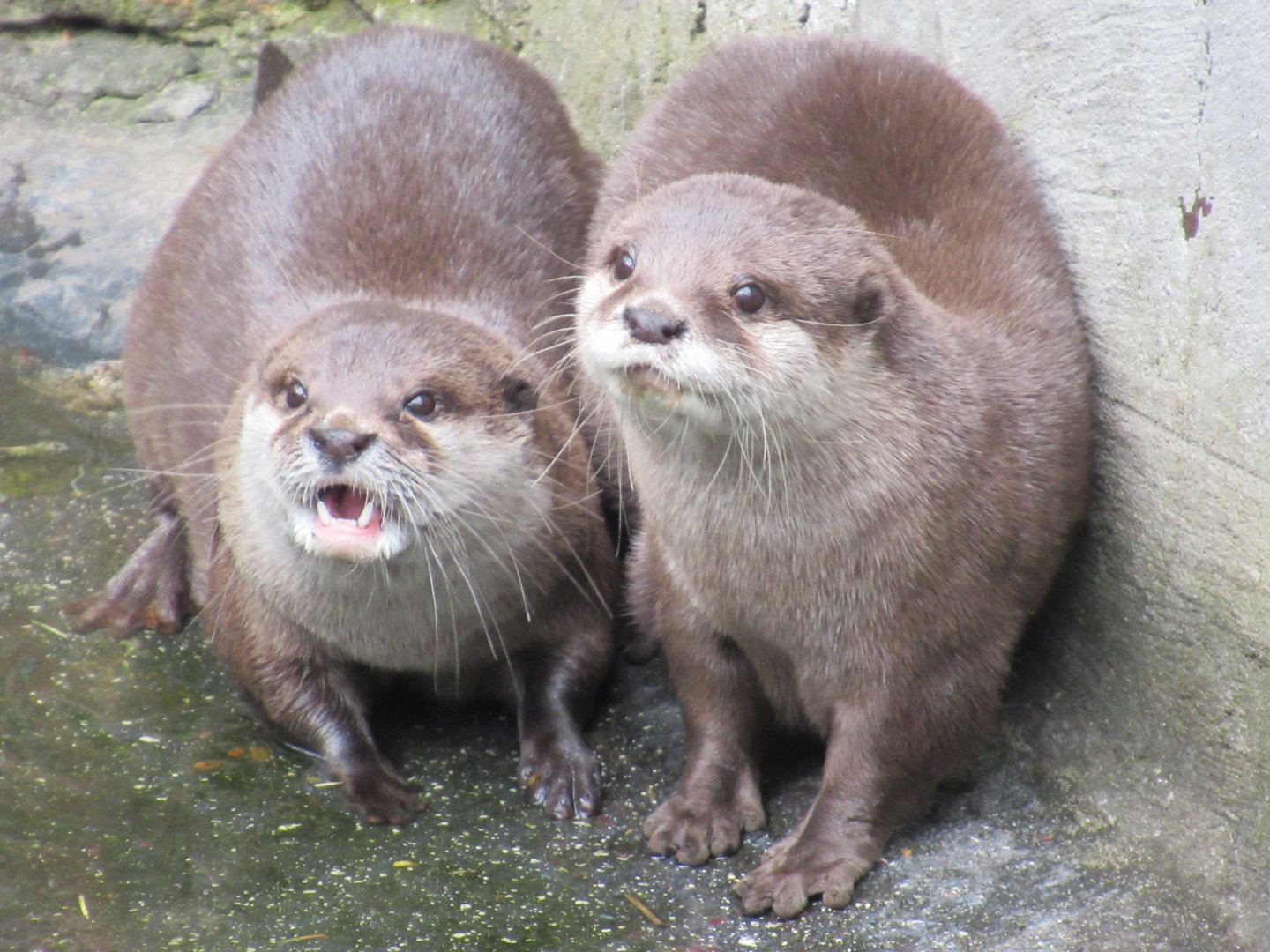 05 2023 - Asian small-clawed otters