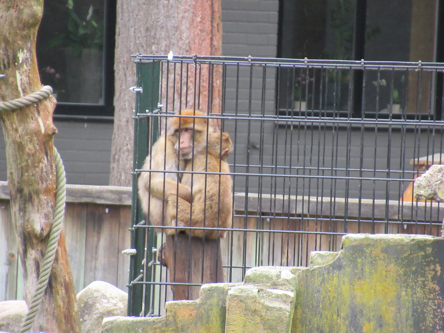 05 2023 - Barbary macaques, female and juvenile