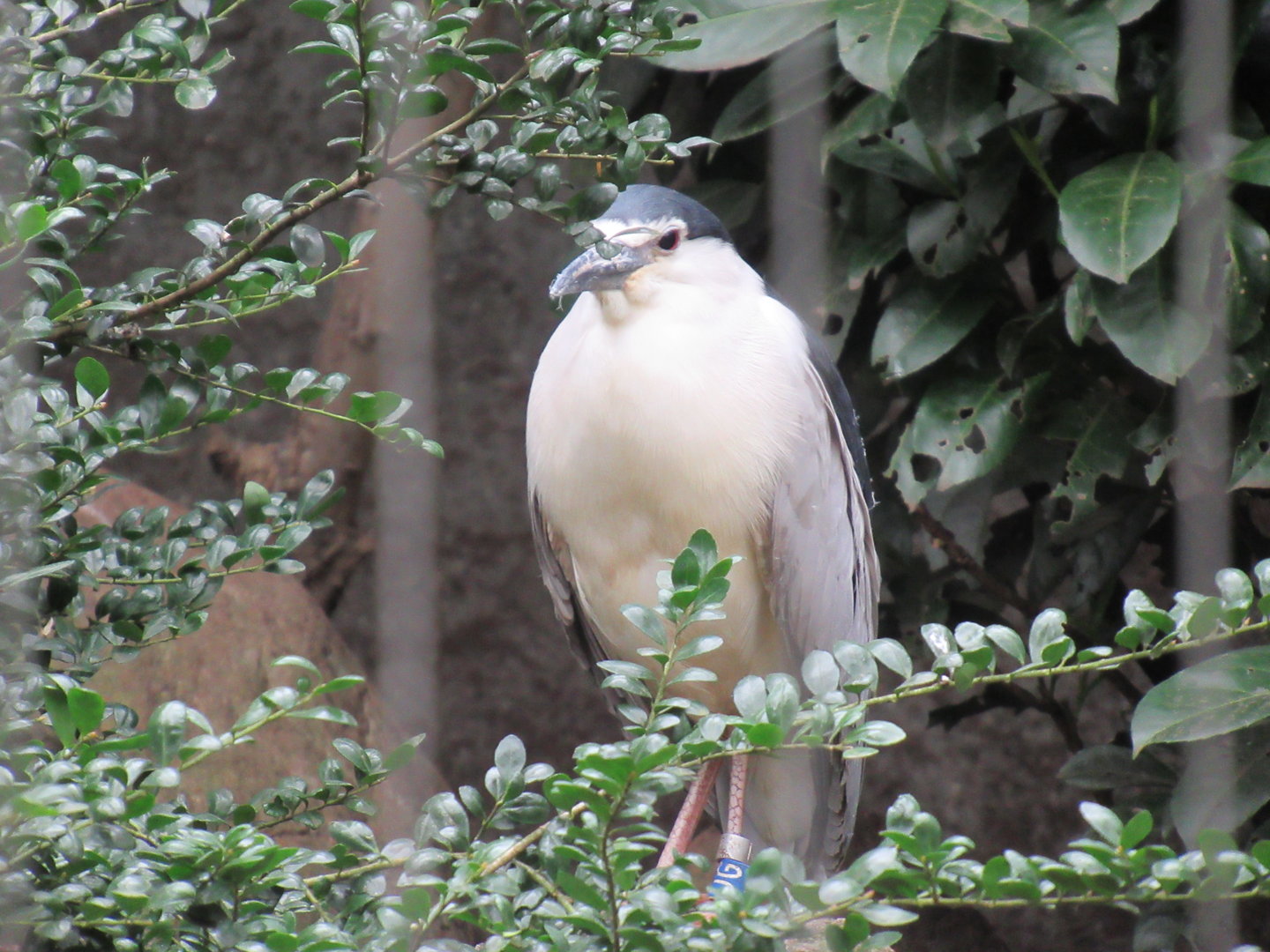 05 2023 - Black-crowned night heron
