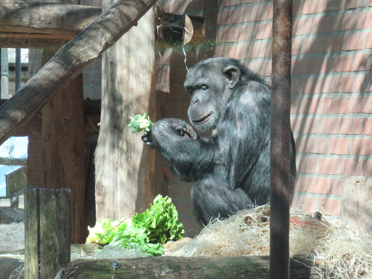 05 2023 - Chimpansee, adult