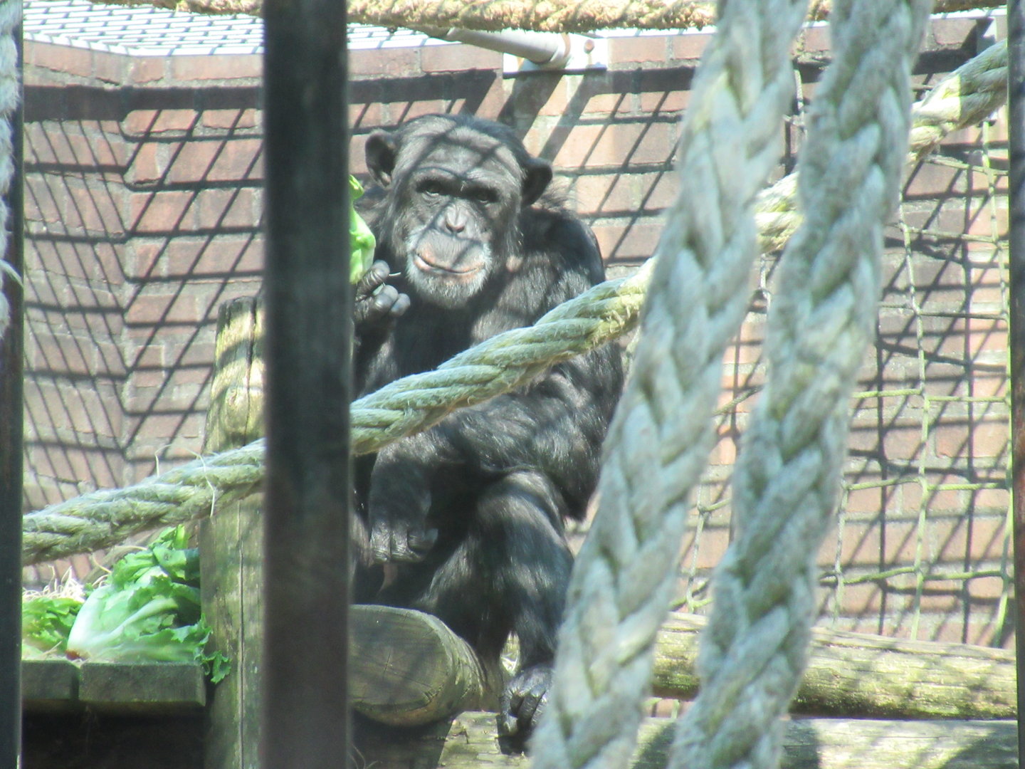 05 2023 - Chimpansee, adult