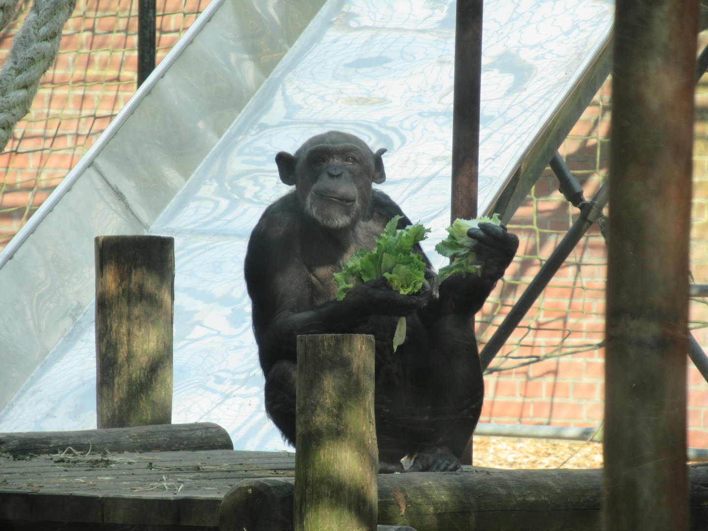 05 2023 - Chimpansee, female 'Chura'