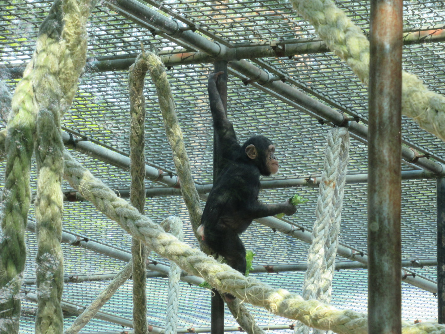 05 2023 - Chimpansee, juvenile 'Malaika' (b. 2019)
