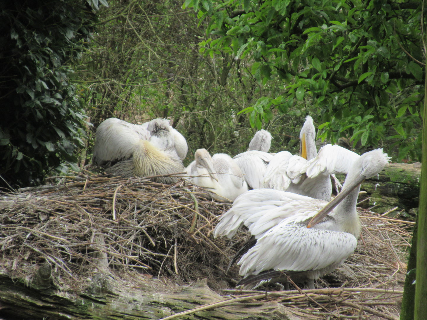 05 2023 - Dalmatian Pelican, including juvenile (b. 2023)