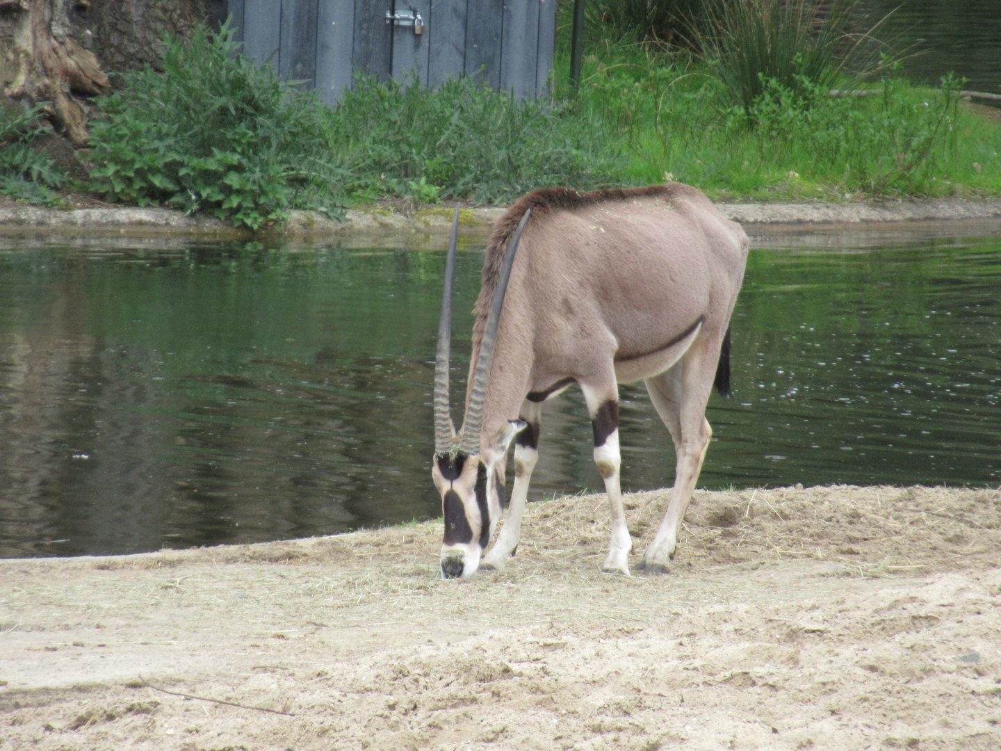 05 2023 - East African oryx