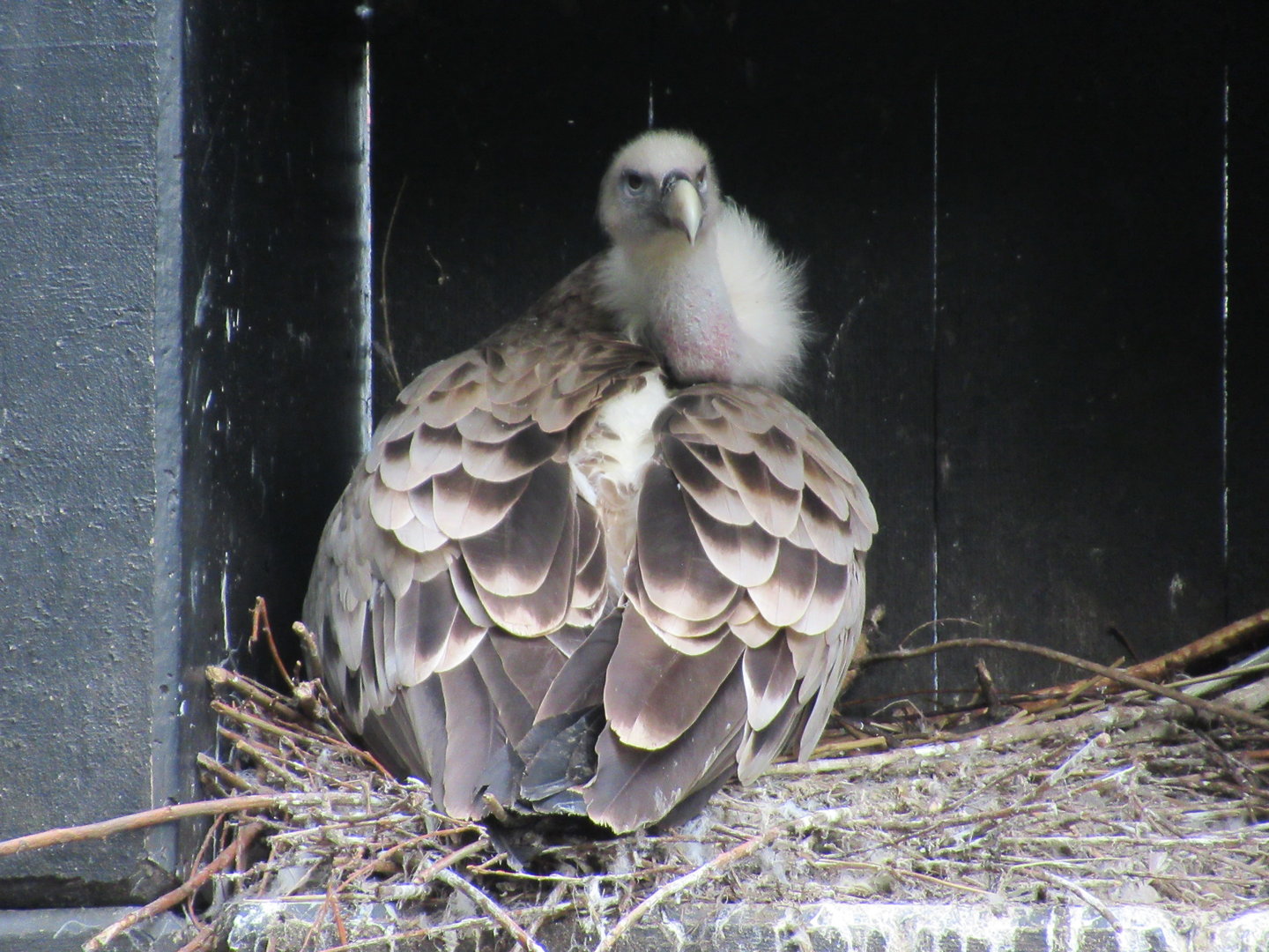 05 2023 - Eurasian Vulture