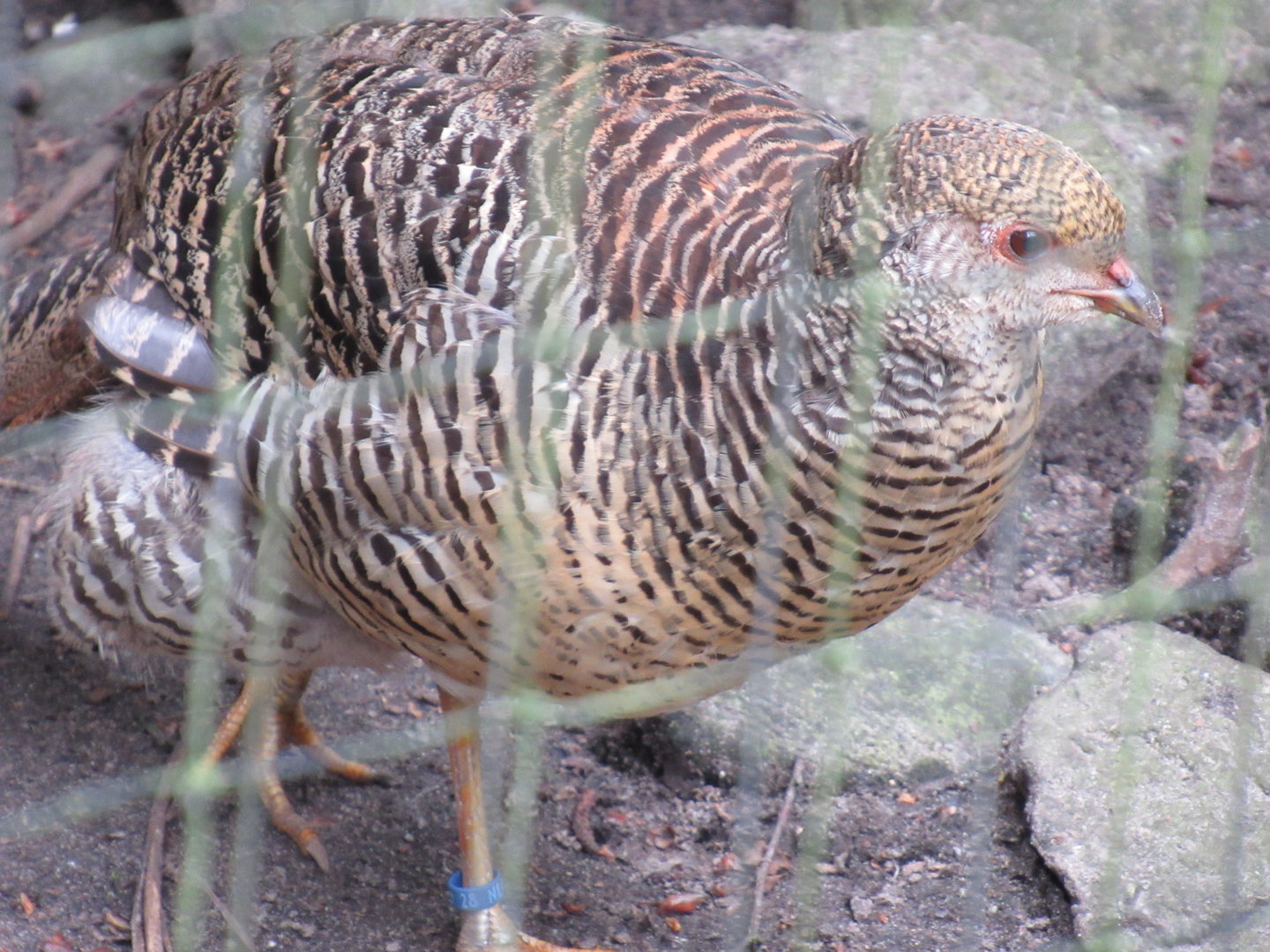 05 2023 - Golden pheasant, female
