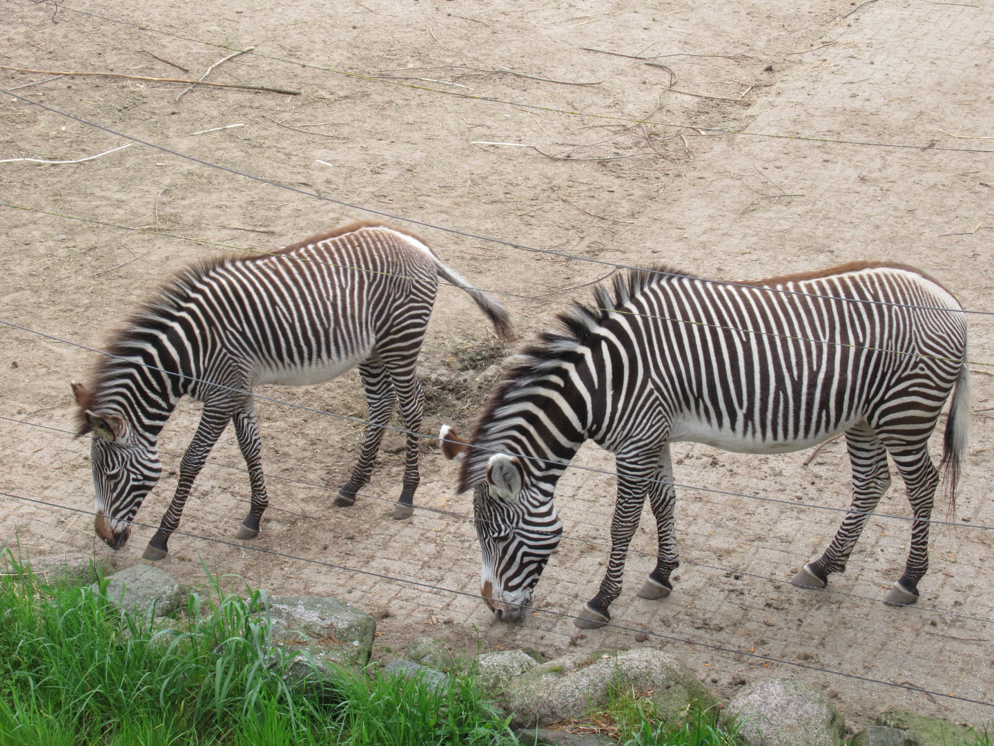 05 2023 - Grévy Zebras - adult female (?) + juvenile female 'Zuri' (b. 2022)