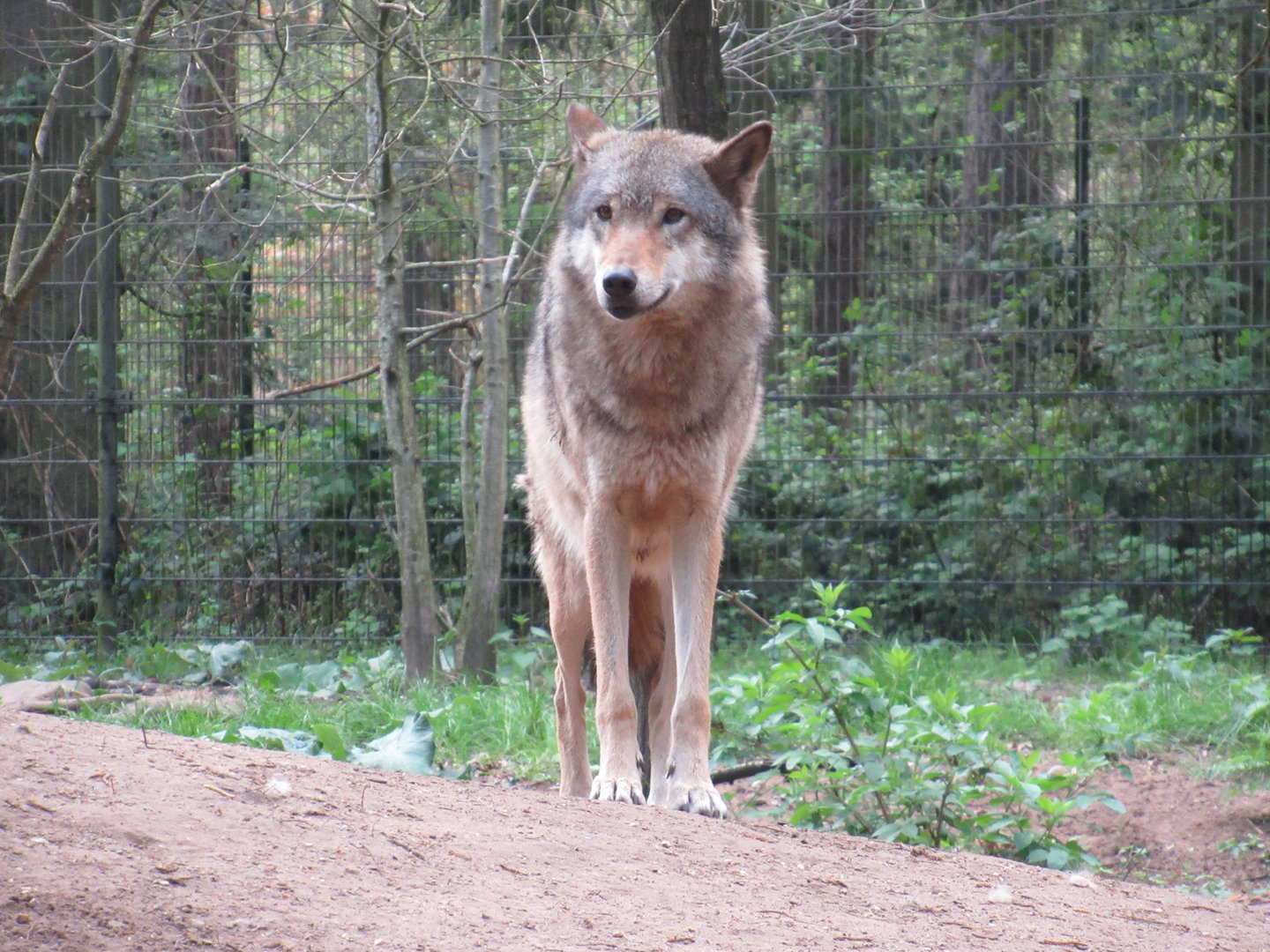 05 2023 - Grey wolf