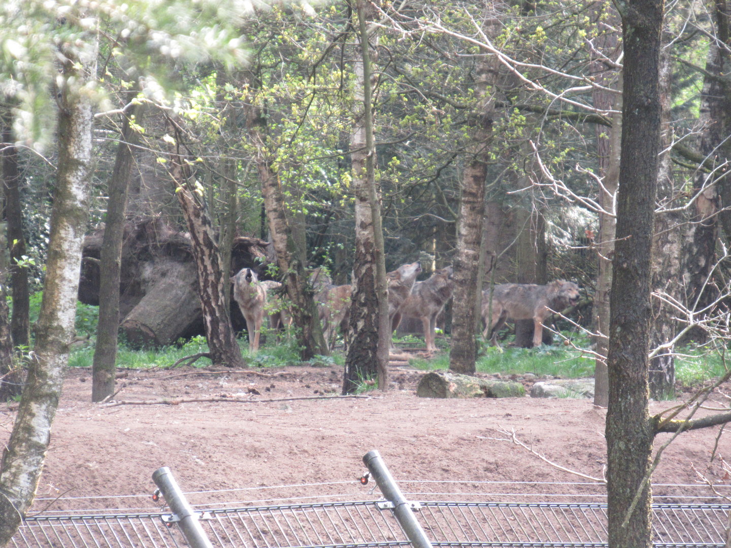 05 2023 - Grey wolves howling near the Birkhoven forest