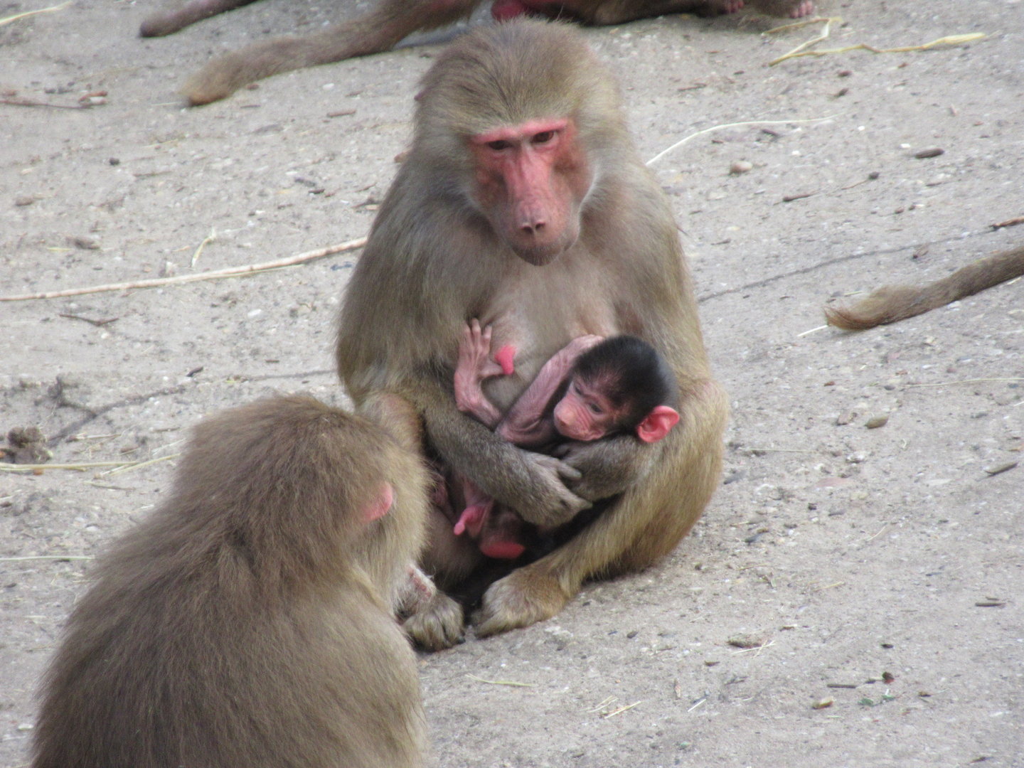 05 2023 - Hamadryas baboons, adult females and juvenile
