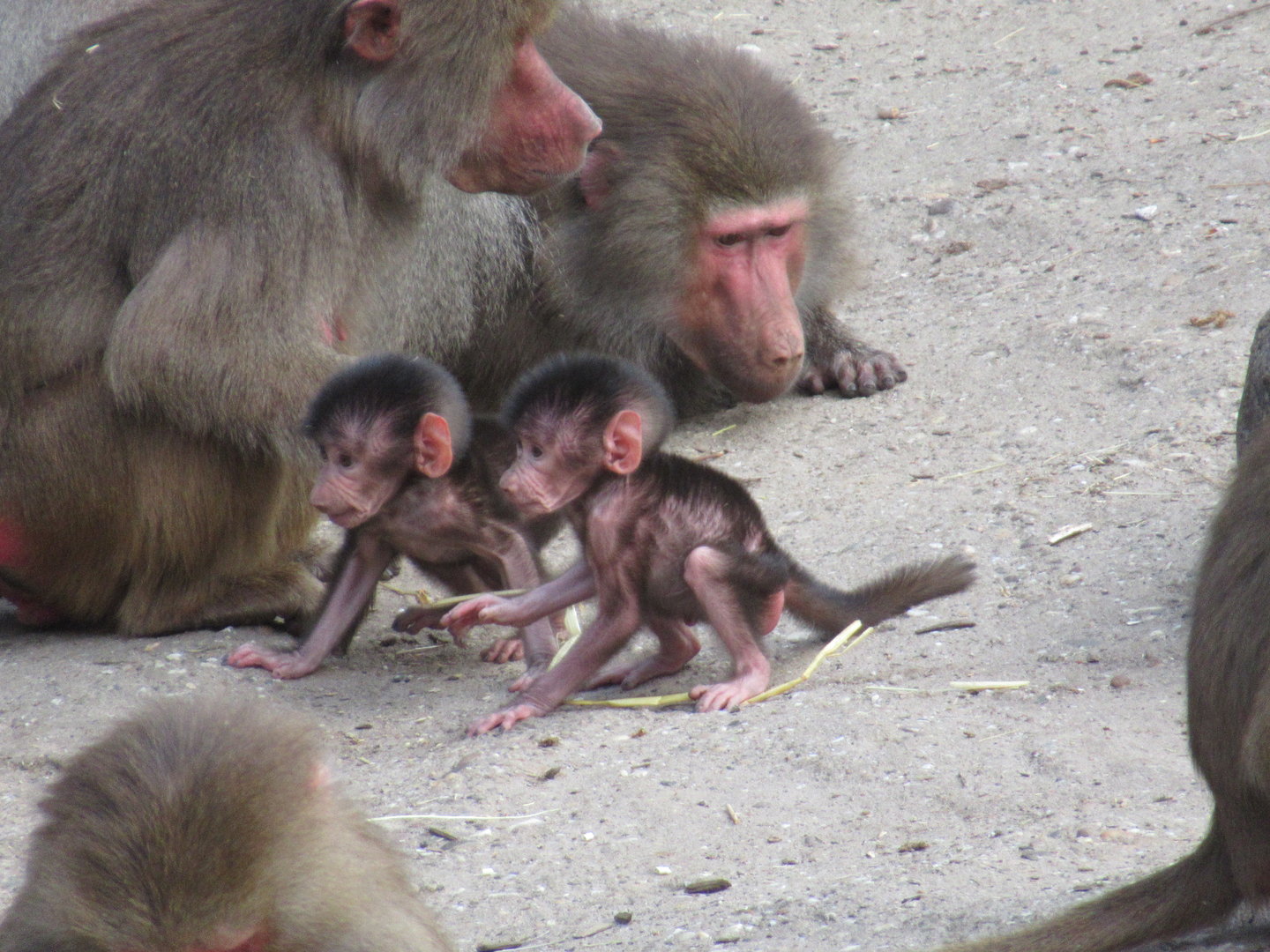 05 2023 - Hamadryas baboons, two juveniles interacting