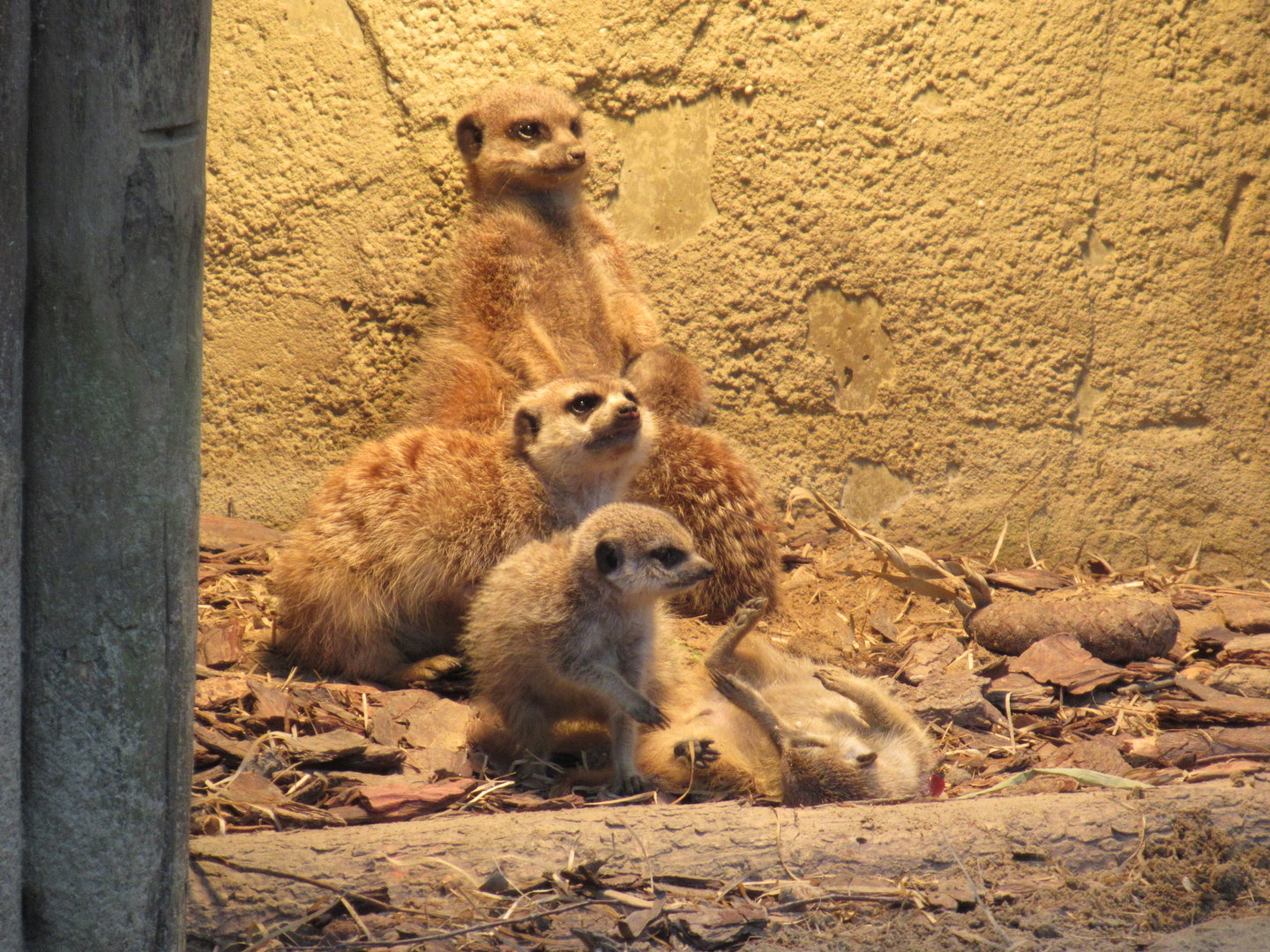 05 2023 - Meerkats, 2 adults + 3 juveniles