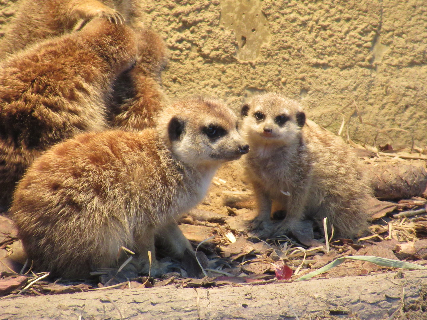 05 2023 - Meerkats, adult + juvenile