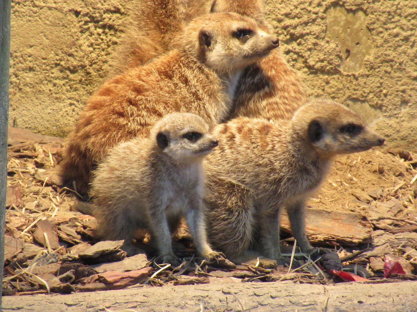 05 2023 - Meerkats, two adults + juvenile