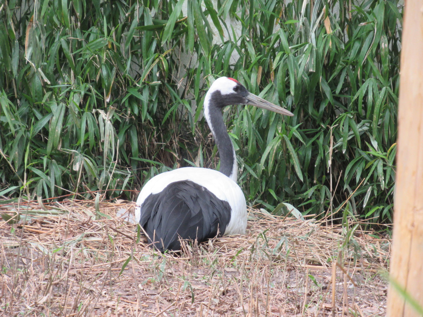 05 2023 - Red-crowned crane