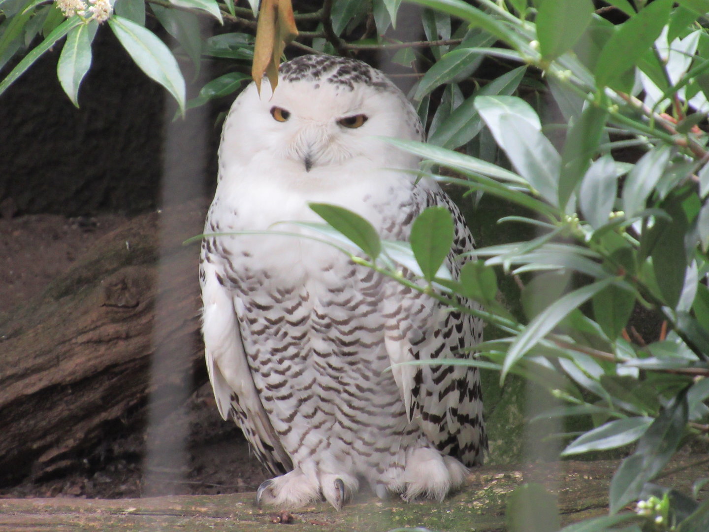 05 2023-Snowy owl, female