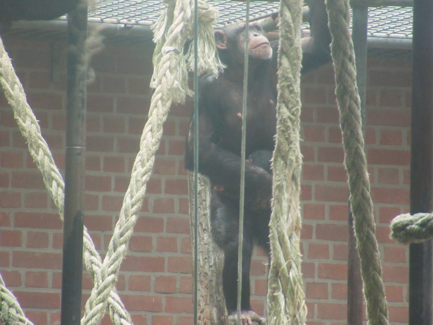 05 2024 - Adult female chimpansee 'Mahale' and young male 'Madu' (two weeks old)