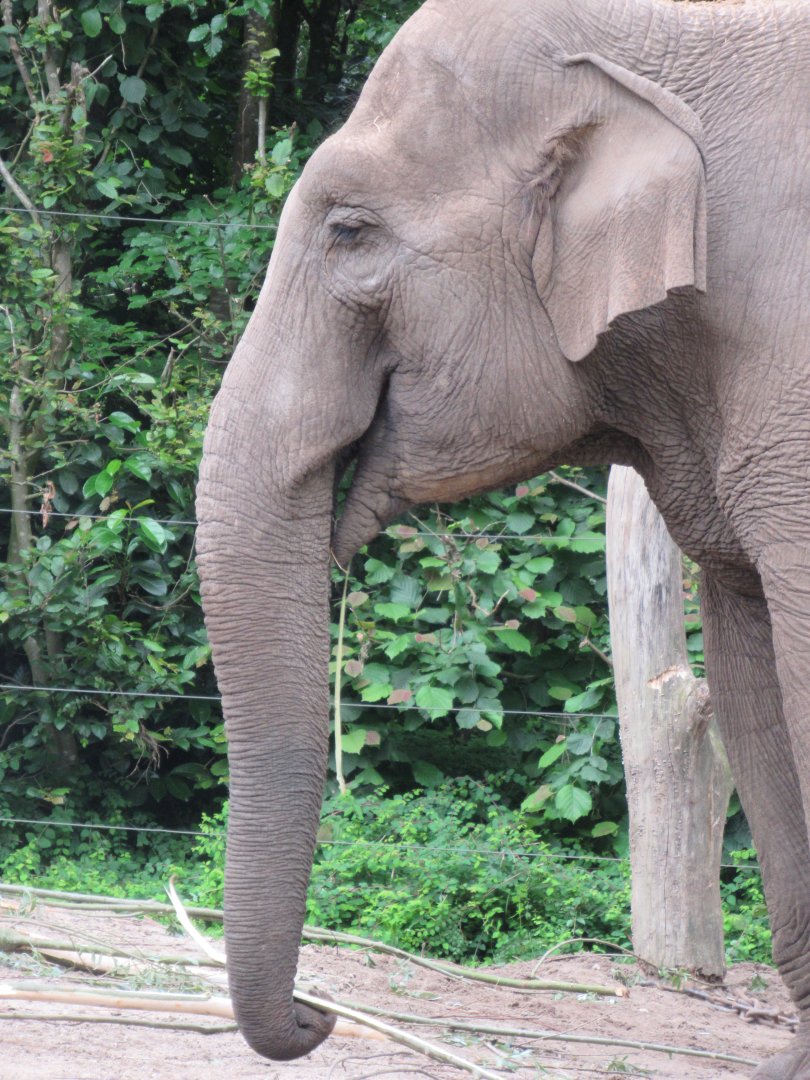 05 2024 - Asian elephant, adult female 'Indra'