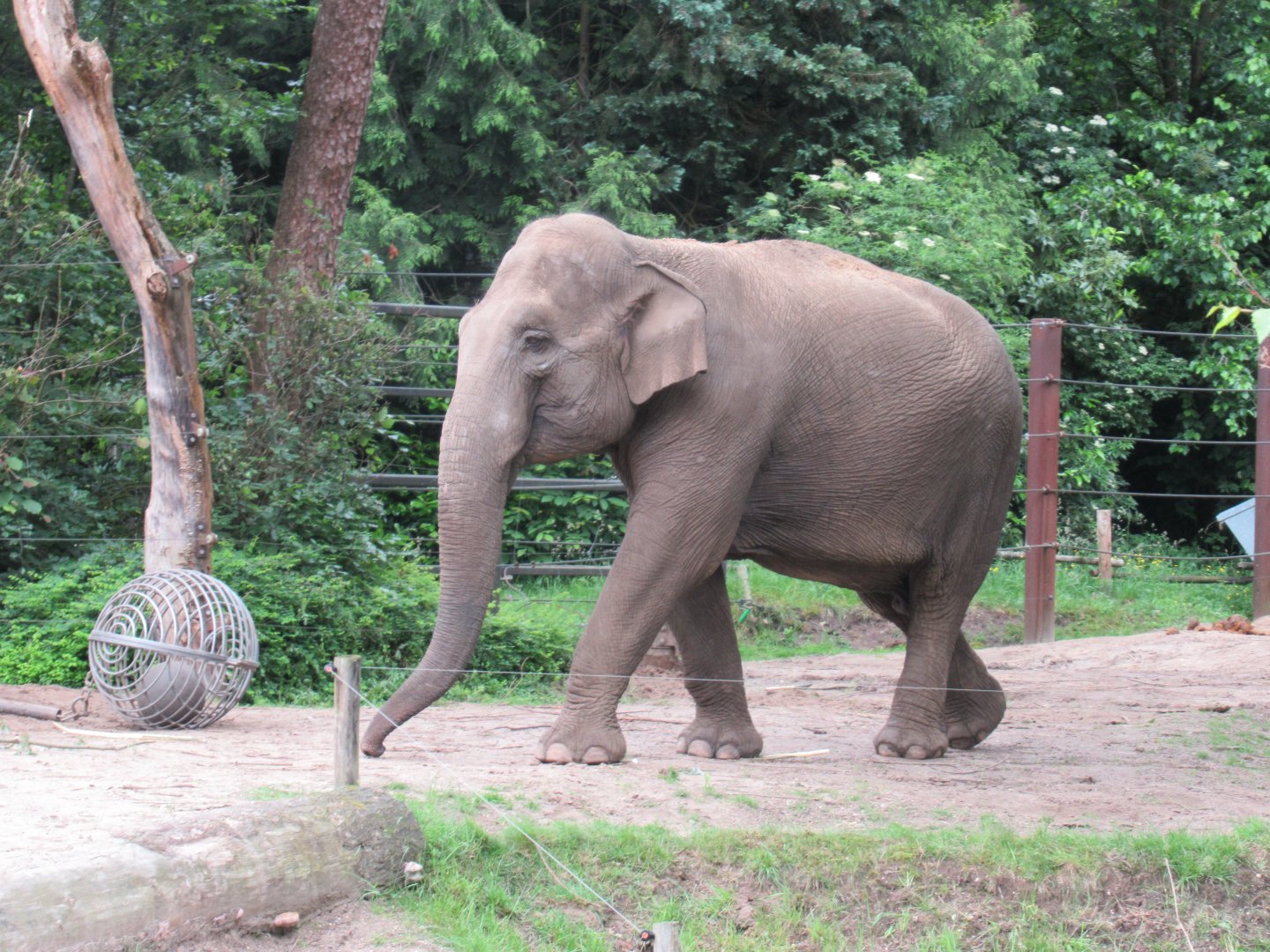 05 2024 - Asian elephant, adult female 'Indra'