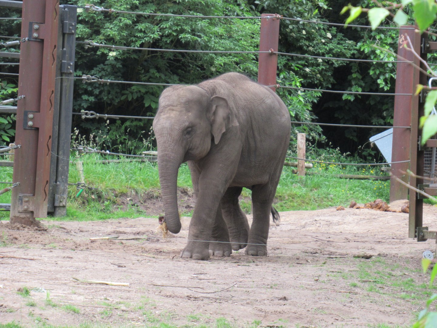 05 2024 - Asian elephant, young female 'Yindi' (born 11-2020)