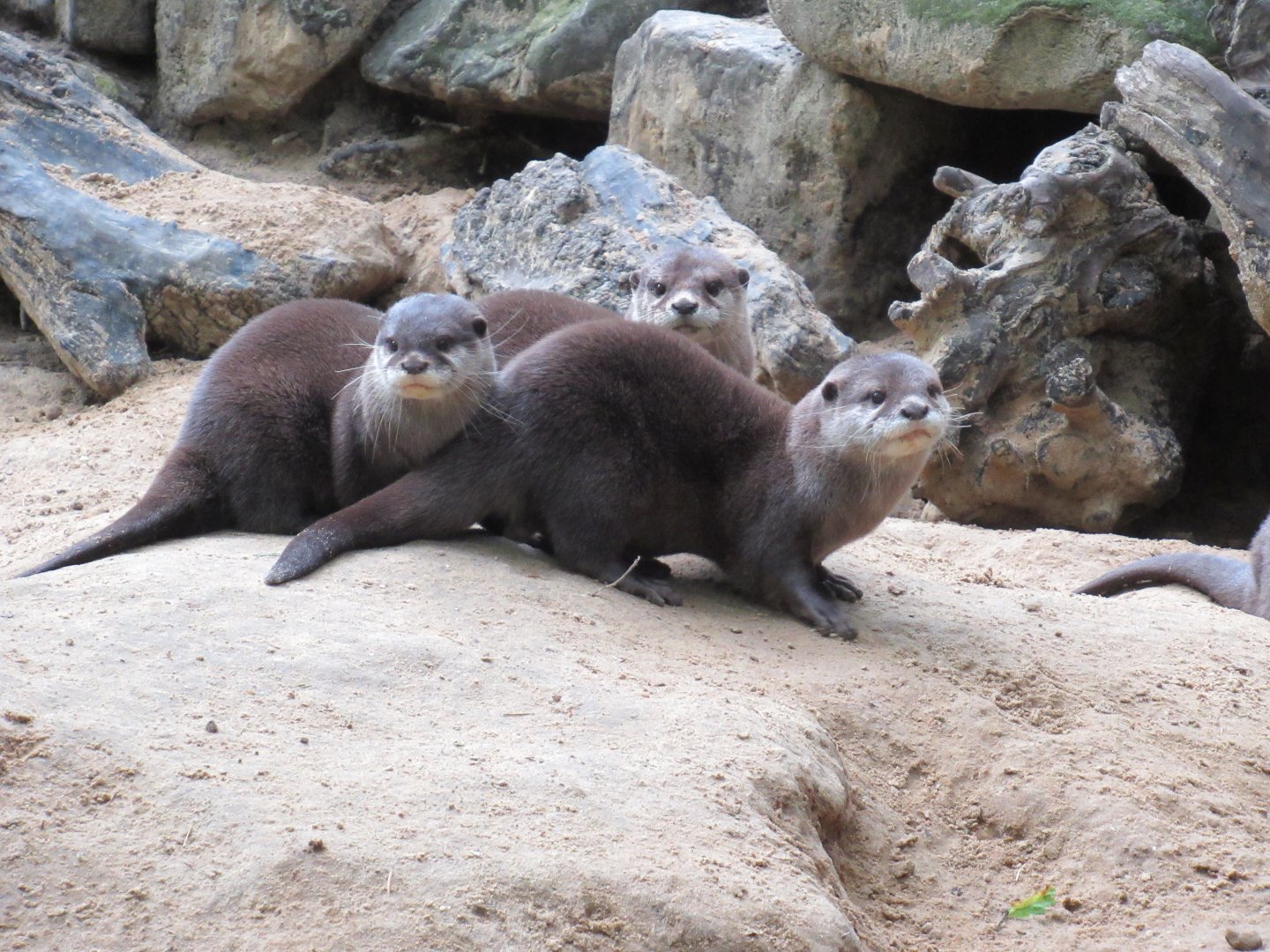 05 2024 - Asian Small-Clawed otters